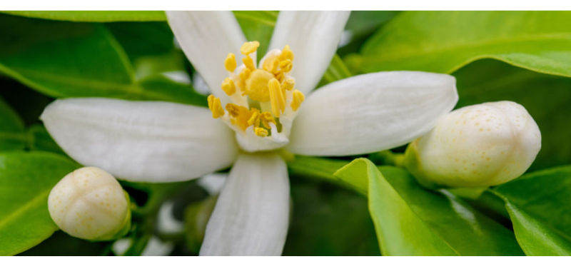 Les bienfaits cosmétiques de la fleur d'oranger