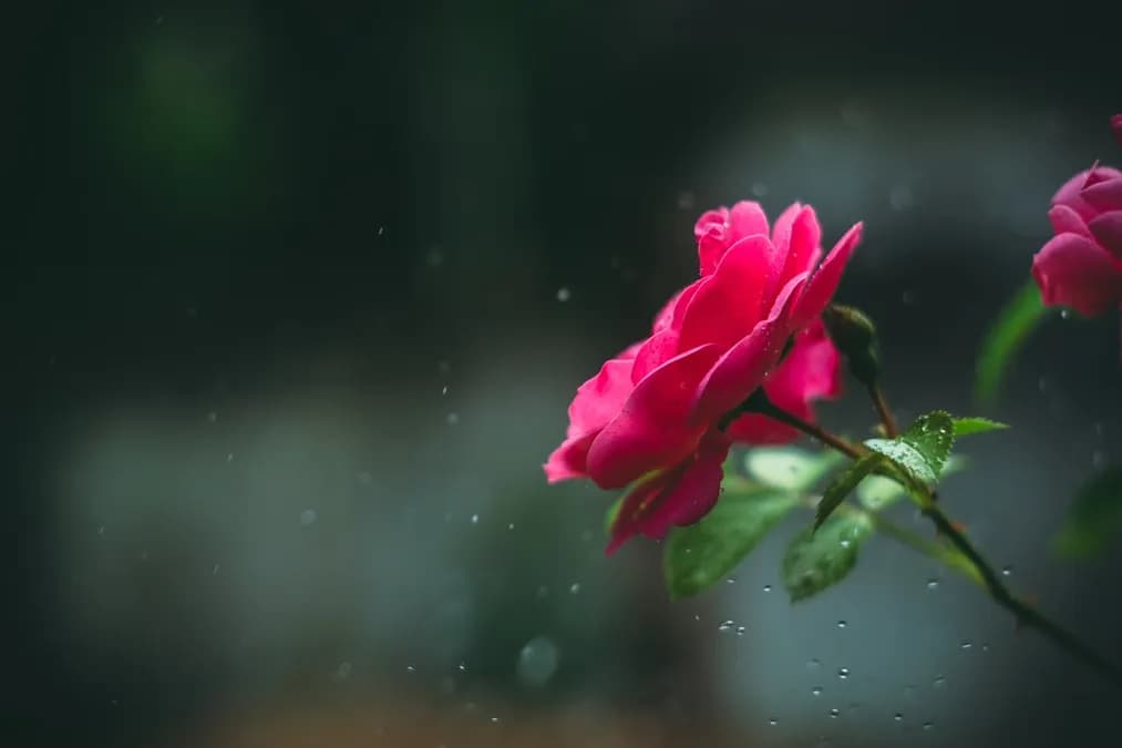 Eau de rose marocaine : comment l'intégrer efficacement à votre routine beauté naturelle