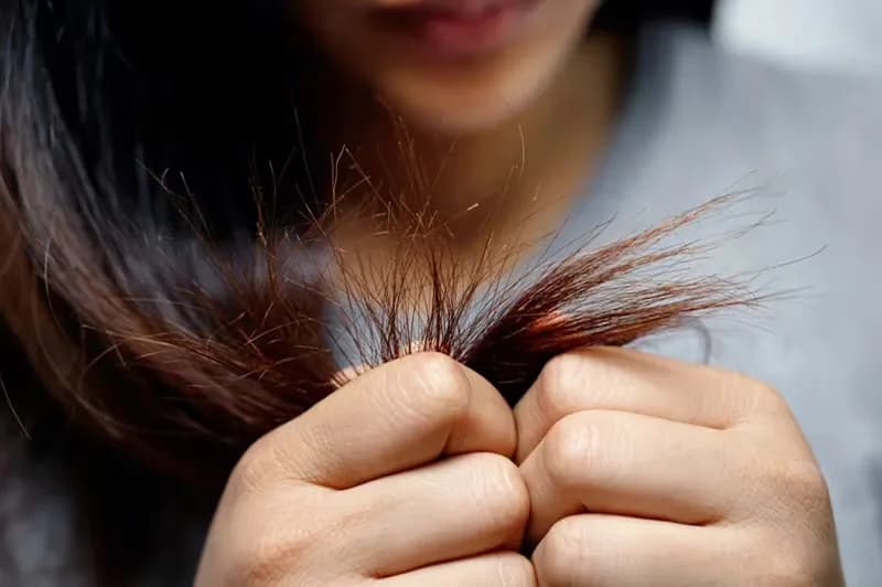 Damaged Ends Care: How to Choose the Best Plant Oils in 2024