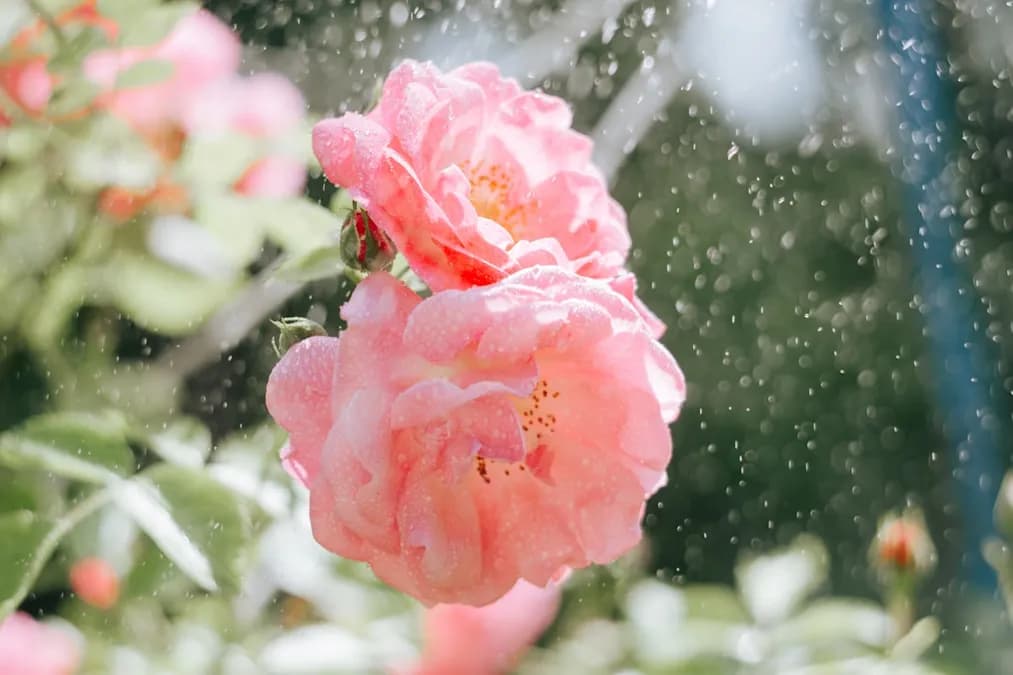 Eau de rose marocaine : comment l'intégrer efficacement dans votre routine beauté naturelle